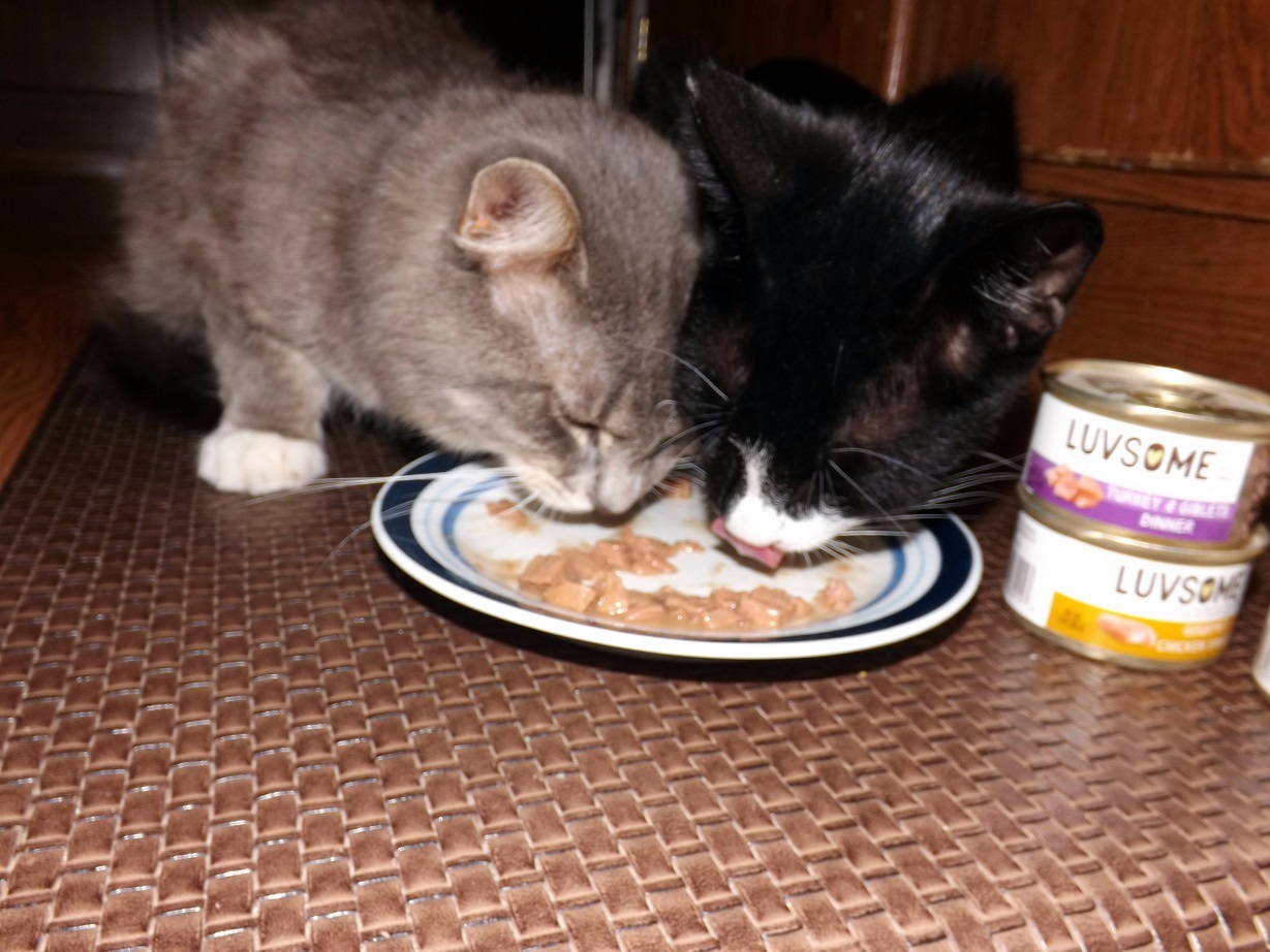 Sierra & Ozone- Luvsome Cat Food